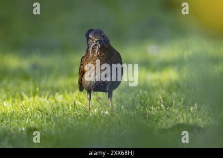 Eurasische Amsel (Turdus merula) ausgewachsene Vogel sammelt Würmer für Nahrung in seinem Mund von einem Gartenrasen, Suffolk, England, Vereinigtes Königreich, Euro Stockfoto