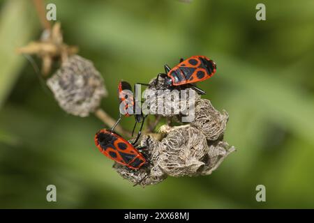 Feuerwehreinsatz, Pyrrhocoris apterus, Feuerwehreinsatz Stockfoto