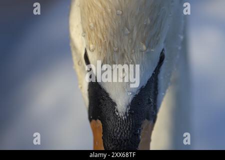 Stummgeschwan (Cygnus olor) Erwachsener Vogel Nahaufnahme Kopf Porträt, Suffolk, England, Großbritannien, Europa Stockfoto