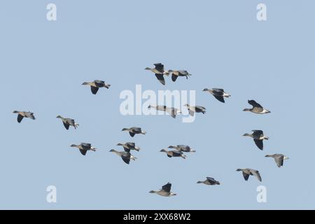 Rosafarbene Gänse (Anser brachyrhynchus) ausgewachsene Gänse in einer großen Herde oder einem Knäuel im Flug, Norfolk, England, Vereinigtes Königreich, Europa Stockfoto