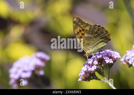 Silbergewaschener fritillarischer Schmetterling (Argynnis Paphia) erwachsenes Insekt, das auf einer violetten Gartenblume der Verbene ernährt, Suffolk, England, Vereinigtes Königreich, Europa Stockfoto