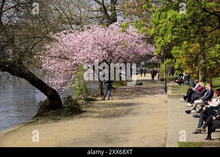 Hamburg, Alster, Fruehling, Japanische Bluetenkirsche Stockfoto