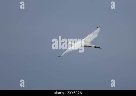 Eurasischer Löffelschnabel (Platalea leucorodia), Erwachsener fliegender Vogel, Norfolk, England, Vereinigtes Königreich, Europa Stockfoto