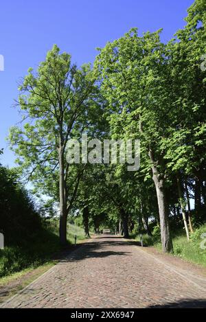 Europa, Deutschland, Mecklenburg-Vorpommern, alte Straße mit Kopfsteinpflaster bei Kaarz, Kaarz, Mecklenburg-Vorpommern, Deutschland, Europa Stockfoto