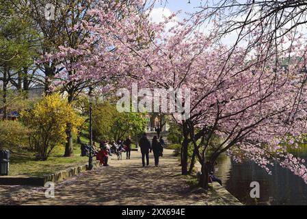 Hamburg, Alster, Fruehling, Japanische Bluetenkirsche Stockfoto