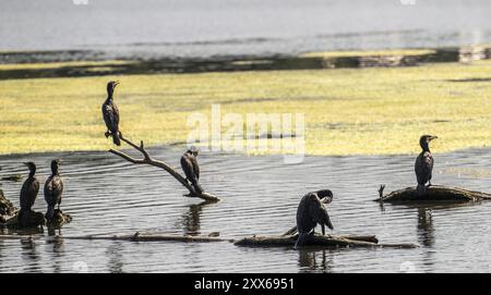 Baldeney-See, Ruhrbecken, Kormorane, die auf Ästen sitzen, die im Wasser am Ufer schwimmen, Essen, Nordrhein-Westfalen, Deutschland, Europa Stockfoto