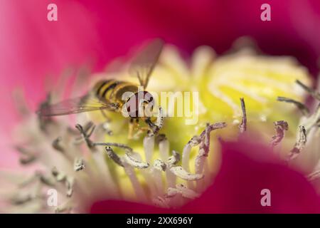 Gewöhnliche hoverfly (Eupeodes corollae), erwachsenes Insekten, die sich an einer Mohnblume ernähren, Suffolk, England, Vereinigtes Königreich, Europa Stockfoto