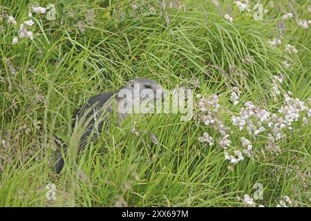 Murmeltier (Marmota), Großglockner Hochalpenstraße, Salzburger Land, Österreich, Europa Stockfoto