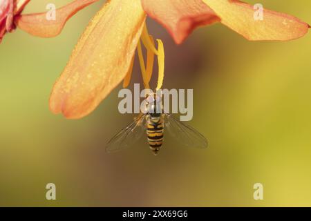 Gewöhnliche hoverfly (Eupeodes corollae), adultes Insekteninsekt auf einem Orangengarten Crocosmia Blume, Suffolk, England, Vereinigtes Königreich, Europa Stockfoto