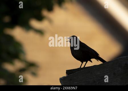 Eurasische Amsel (Turdus merula) Silhouette eines erwachsenen männlichen Vogels, der auf einem Dach eines Gartenschuppens singt, Suffolk, England, Vereinigtes Königreich, Europa Stockfoto