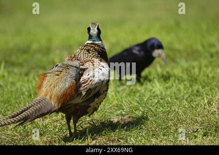 Fasan (Phasianus colchicus), ausgewachsener männlicher Vogel, der einen Rook auf einem Gartenrasen beobachtet, Suffolk, England, Vereinigtes Königreich, Europa Stockfoto