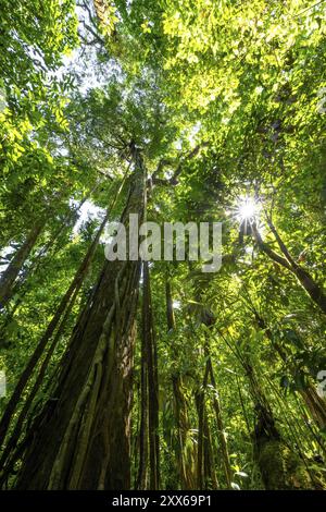 Dichte Vegetation im tropischen Regenwald, Wurzeln einer Strangler-Feige auf einem Baum, Blick nach oben, Sonnenstern, Corcovado Nationalpark, Osa, Puntarena Provi Stockfoto