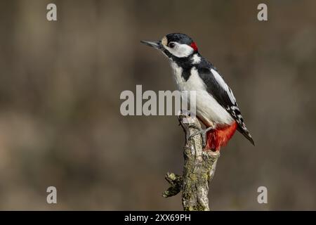 Großspecht (Dendrocopos Major) auf einer Niederlassung, Österreich, Oberösterreich, Europa Stockfoto