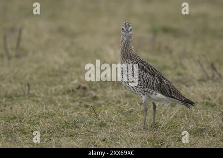 Eurasischer Brachvogel (Numenius arquata), der auf Grasland steht, Lincolnshire, England, Vereinigtes Königreich, Europa Stockfoto