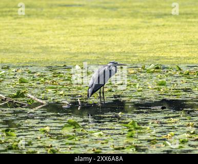 Baldeney See, Ruhrsee, Graureiher auf Seerosenblättern, im Naturpark Heisinger Bogen, Essen, Nordrhein-Westfalen Stockfoto