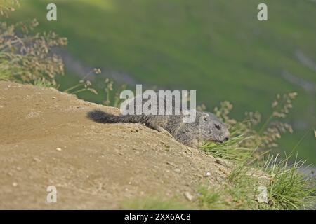 Murmeltier (Marmota), Großglockner Hochalpenstraße, Salzburger Land, Österreich, Europa Stockfoto