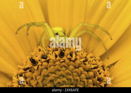 Goldene Krabbenspinne (Misumena vatia), die auf einer gelben Blume wartet, Hessen, Deutschland, Europa Stockfoto