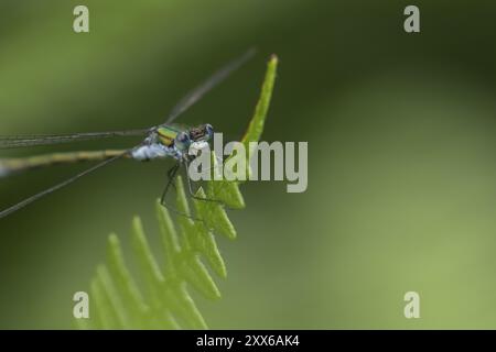 Smaragddamselfly (Lestes sponsa) erwachsenes männliches Insekt auf einem Brackenblatt, Suffolk, England, Vereinigtes Königreich, Europa Stockfoto