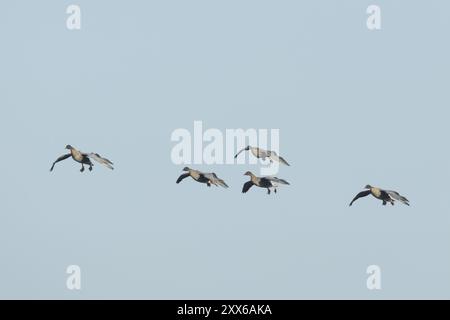 Rosafarbene Gänse (Anser brachyrhynchus) fünf ausgewachsene Gänse im Flug, die an Land kommen, Norfolk, England, Vereinigtes Königreich, Europa Stockfoto