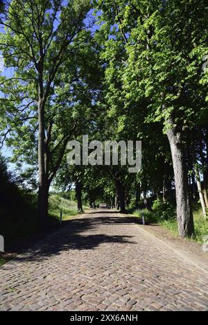 Europa, Deutschland, Mecklenburg-Vorpommern, alte Straße mit Kopfsteinpflaster bei Kaarz, Kaarz, Mecklenburg-Vorpommern, Deutschland, Europa Stockfoto