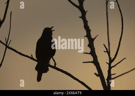 Eurasische Amsel (Turdus merula) Silhouette eines erwachsenen männlichen Vogels, der bei Sonnenuntergang von einem Baum singt, Suffolk, England, Vereinigtes Königreich, Europa Stockfoto