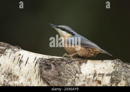 Eurasischer Nackthaar (Sitta europaea) ausgewachsener Vogel auf einem Silberbirkenzweig, Wales, Vereinigtes Königreich, Europa Stockfoto