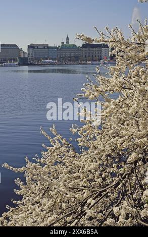 Hamburg, Alster, Fruehling, Japanische Bluetenkirsche Stockfoto