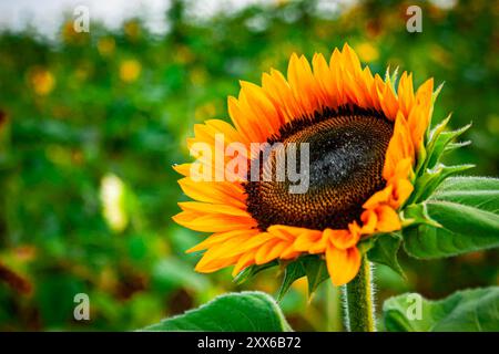 Gelbe Sonnenblumenöffnung – Nahaufnahme Stockfoto