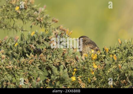 Europäischer Stonechat (Saxicola rubicola) Jungvogel an einem Gorsenstrauch, Suffolk, England, Vereinigtes Königreich, Europa Stockfoto