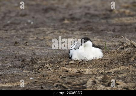 Pied Avocet (Recurvirostra avosetta) erwachsener Vogel, der auf seinem Nest sitzt, Norfolk, England, Vereinigtes Königreich, Europa Stockfoto