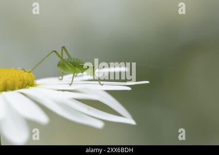 Gefleckte Buschgrille (Leptophyes punctatissima), erwachsenes Insekt auf einer Oxeye Gänseblümchenblüte, Suffolk, England, Großbritannien, Europa Stockfoto