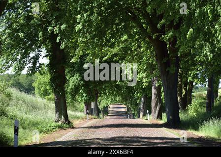 Europa, Deutschland, Mecklenburg-Vorpommern, alte Straße mit Kopfsteinpflaster bei Kaarz, Kaarz, Mecklenburg-Vorpommern, Deutschland, Europa Stockfoto