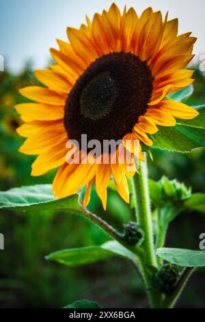 Orange Sonnenblume in einem Feld von Sonnenblumen (Helianthus annuus) Stockfoto