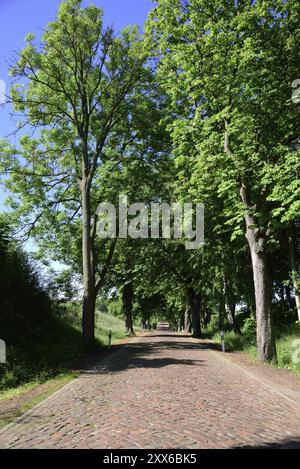 Europa, Deutschland, Mecklenburg-Vorpommern, alte Straße mit Kopfsteinpflaster bei Kaarz, Kaarz, Mecklenburg-Vorpommern, Deutschland, Europa Stockfoto