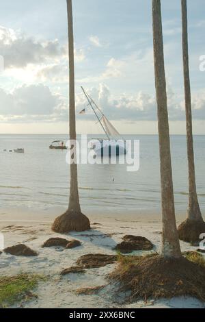 Weite Aussicht südöstlich vom North Shore Park über Tampa Bay in Richtung Pier. Mehrere hohe Palmen im Vordergrund des Strandes. Mehrere Möwen Stockfoto