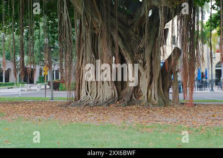 Großer Banyan-Baum mit breiter Aussicht am frühen Morgen Sonnenschein und Schatten im North Straub Park St. Petersburg, FL. Brauner Rumpf und Wurzeln, die nach unten hängen Stockfoto