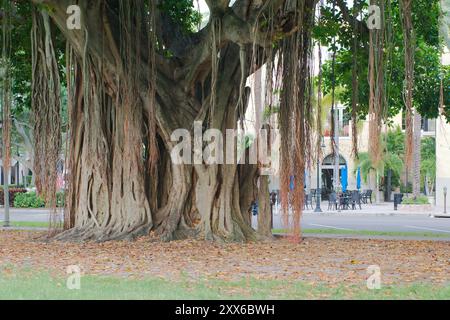 Großer Banyan-Baum mit breiter Aussicht am frühen Morgen Sonnenschein und Schatten im North Straub Park St. Petersburg, FL. Brauner Rumpf und Wurzeln, die nach unten hängen Stockfoto