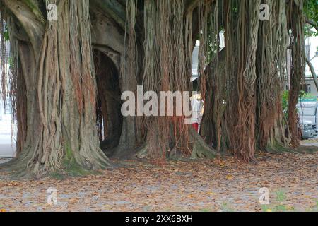 Close Wide View großer Banyan Baum am frühen Morgen Sonnenschein und Schatten im North Straub Park St. Petersburg, FL. Brauner Rumpf und Wurzeln, die nach unten hängen Stockfoto