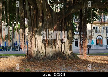 Großer Banyan-Baum mit breiter Aussicht am frühen Morgen Sonnenschein und Schatten im North Straub Park St. Petersburg, FL. Brauner Rumpf und Wurzeln, die nach unten hängen Stockfoto