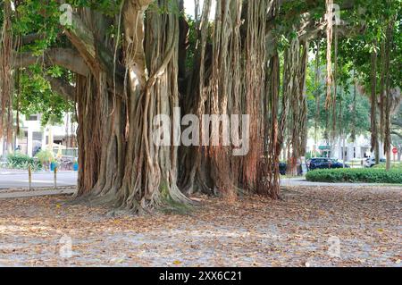 Großer Banyan-Baum mit breiter Aussicht am frühen Morgen Sonnenschein und Schatten im North Straub Park St. Petersburg, FL. Brauner Rumpf und Wurzeln, die nach unten hängen Stockfoto