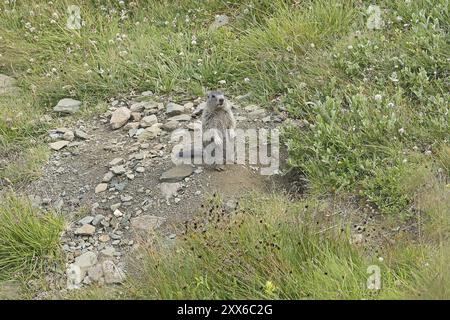 Murmeltier (Marmota), Großglockner Hochalpenstraße, Salzburger Land, Österreich, Europa Stockfoto