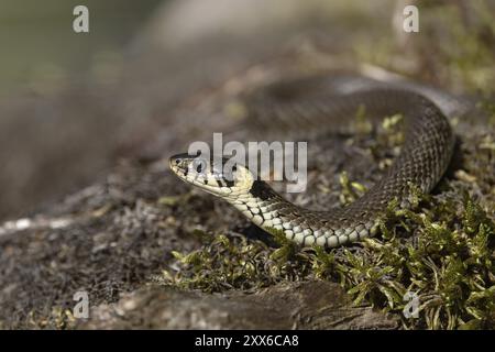 Grasschlange auf moosigem Baumstamm, Österreich, Oberösterreich, Europa Stockfoto