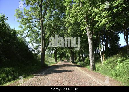 Europa, Deutschland, Mecklenburg-Vorpommern, alte Straße mit Kopfsteinpflaster bei Kaarz, Kaarz, Mecklenburg-Vorpommern, Deutschland, Europa Stockfoto