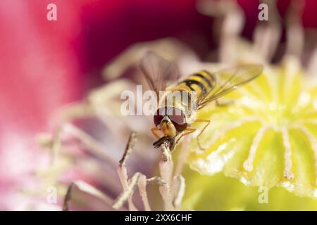 Gewöhnliche hoverfly (Eupeodes corollae), erwachsenes Insekten, die sich an einer Mohnblume ernähren, Suffolk, England, Vereinigtes Königreich, Europa Stockfoto