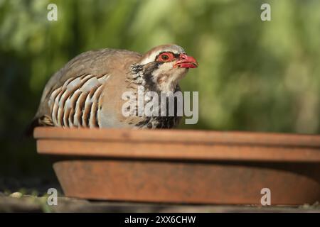 Rebhühner mit roten Beinen (Alectoris rufa), erwachsener Vogel Trinkwasser aus einer Gartenpflanze Topfuntertasse im Sommer, Suffolk, England, Vereinigtes Königreich, Europa Stockfoto