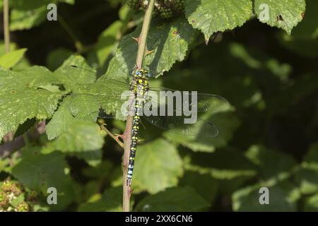 Südliche Hawker Libelle (Aeshna cyanea) ausgewachsenes weibliches Insekt auf einem Bramble-Pflanzenstamm, Suffolk, England, Vereinigtes Königreich, Europa Stockfoto