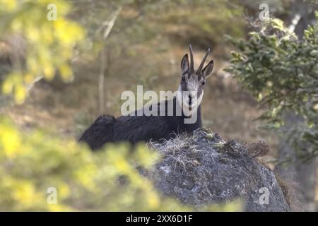 Gämse (Rupicapra rupicapra) auf einem Stein, Österreich, Oberösterreich, Totes Gebirge, Europa Stockfoto