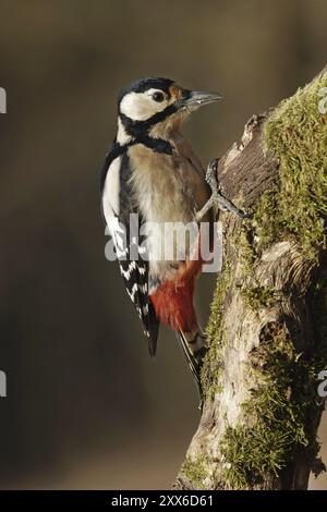 Großspecht, Weibchen, Dendrocopos Major, Syn Picoides Major, Großspecht, weiblich Stockfoto