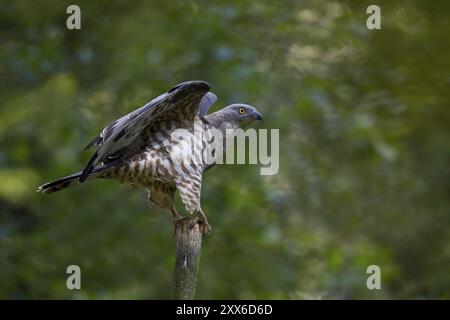 Honigbussard, männlich, Pernis apivorus, europäischer Honigbussard, männlich Stockfoto