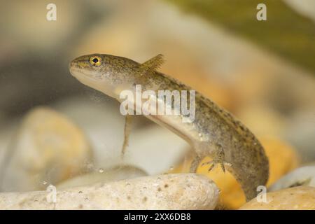 Teichmolch-Larve, Lissotriton vulgaris, glatter Molch Stockfoto